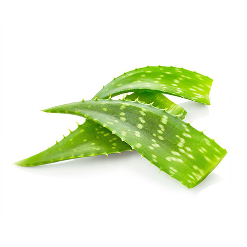 Aloe vera gut health